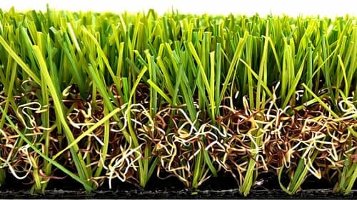 アメイジングターフの断面。緑の芝葉と、その根元の茶色い下葉