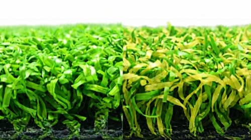 アイランドグラス タイプGの断面。明るい緑と黄緑の2色の芝葉